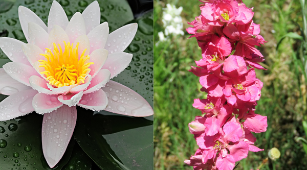 The Beauty and Significance of July Birth Flowers, Larkspur and Water Lilies