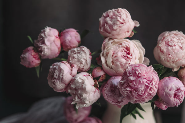 How To Care For Peonies