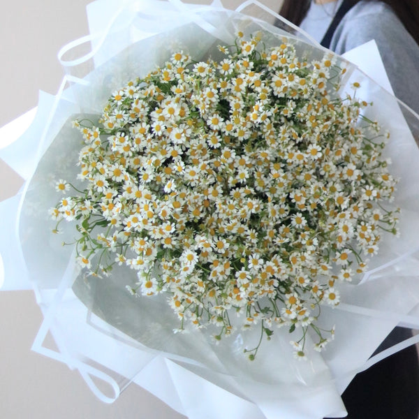 Daisy Chamomile