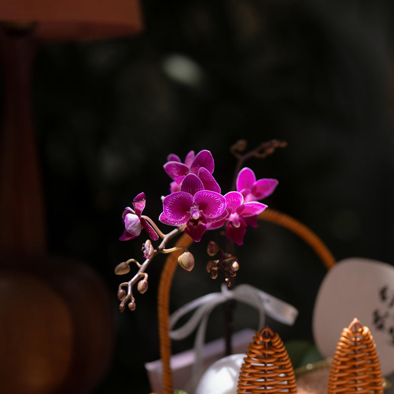 玉兔兰馨(xīn)